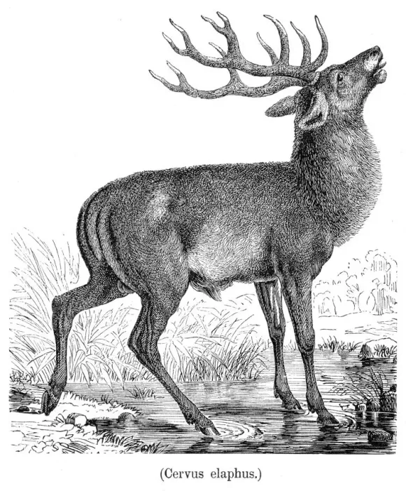 Framed Print : Red deer engraving 1898 Framed Print : Red deer engraving 1898