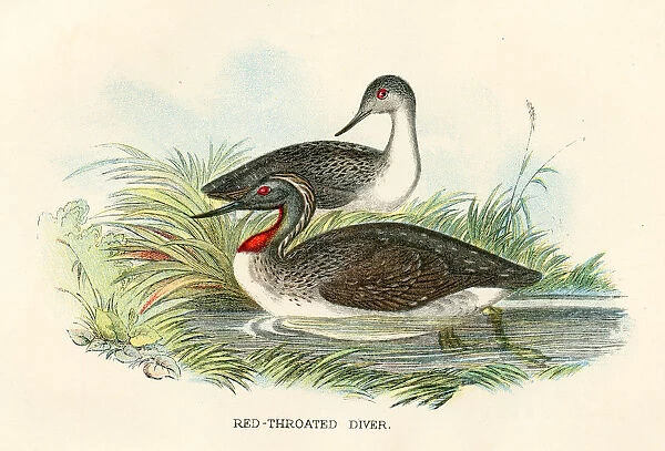 Red diver birds from Great Britain 1897