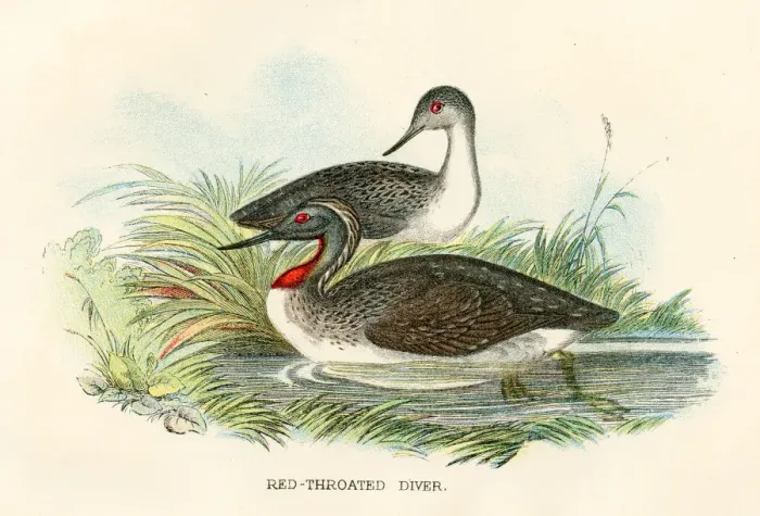 Framed Print : Red diver birds from Great Britain 1897 Framed Print : Red diver birds from Great Britain 1897