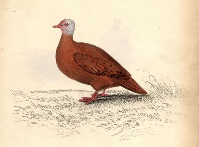 Framed Print : Red Dove. circa 1800: A dove of the Chaemepelia Talpicoti family Framed Print : Red Dove. circa 1800: A dove of the Chaemepelia Talpicoti family