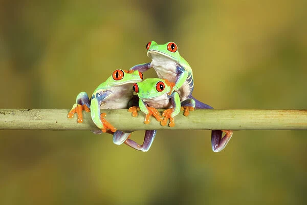 Three Red Eye Tree Frogs posing for camera