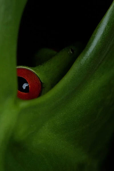 Red-eyed Tree-frog