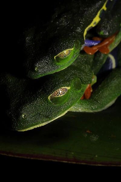 Red-eyed Tree frog