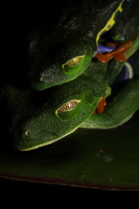 Framed Print : Red-eyed Tree frog Framed Print : Red-eyed Tree frog