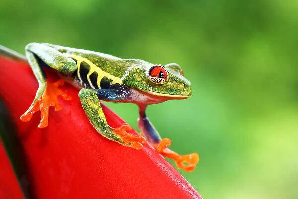 Red-eyed tree frog (Agalychnis callidryas) Costa Rica