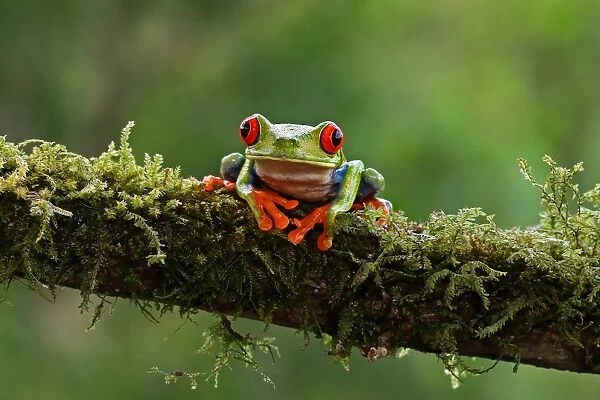 Red-eyed tree frog (Agalychnis callidryas), Costa Rica