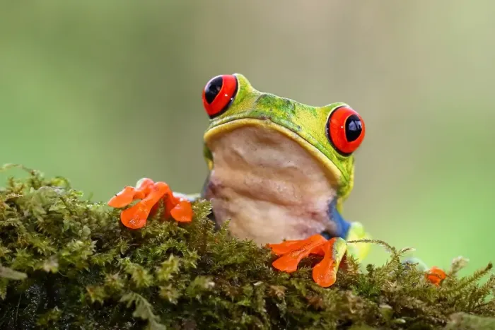 Framed Print : Red-eyed tree frog (Agalychnis callidryas), Costa Rica Framed Print : Red-eyed tree frog (Agalychnis callidryas), Costa Rica