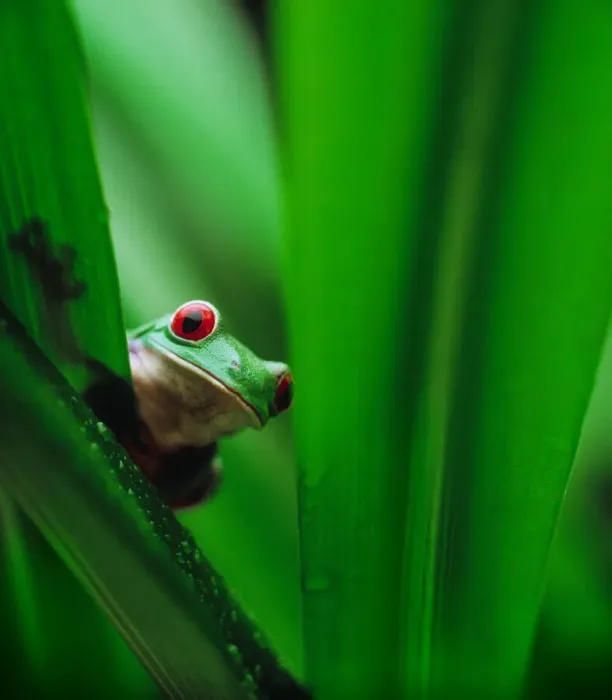 Framed Print : Red-eyed tree frog (Agalychnis callidryas) behind leaf Framed Print : Red-eyed tree frog (Agalychnis callidryas) behind leaf