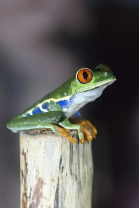 Framed Print : Red-eyed tree frog (Agalychnis callidryas) sitting on branch, Alajuela Province, Costa Rica Framed Print : Red-eyed tree frog (Agalychnis callidryas) sitting on branch, Alajuela Province, Costa Rica