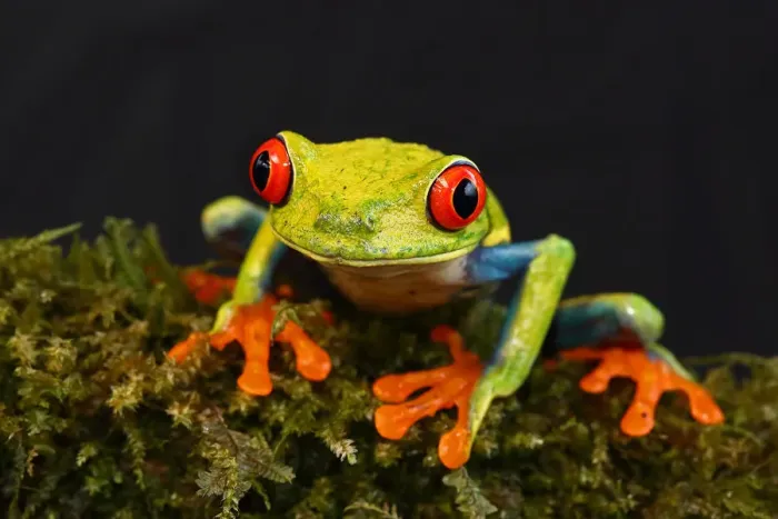 Framed Print : Red-eyed tree frog - Costa Rica