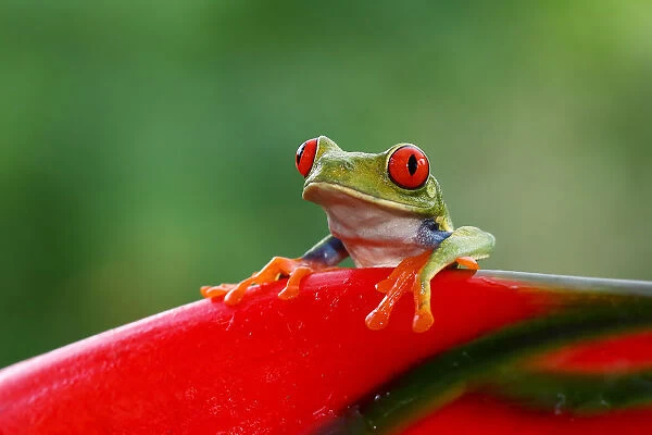 Red-eyed tree frog in Costa Rica