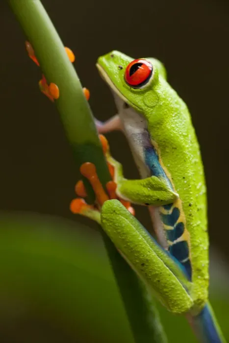 Framed Print : Red-Eyed Tree Frog, Costa Rica Framed Print : Red-Eyed Tree Frog, Costa Rica