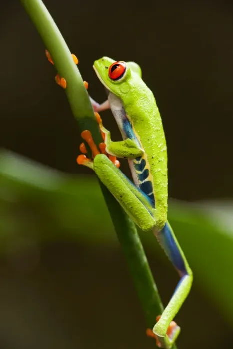 Framed Print : Red-Eyed Tree Frog, Costa Rica Framed Print : Red-Eyed Tree Frog, Costa Rica