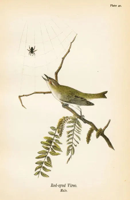 Framed Print : Red eyed vireo bird lithograph 1890 Framed Print : Red eyed vireo bird lithograph 1890