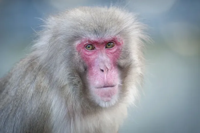 Framed Print : Red-faced Macaque -Macaca fuscata-, portrait, captive Framed Print : Red-faced Macaque -Macaca fuscata-, portrait, captive