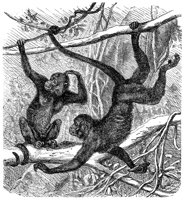 Framed Print : Red-faced spider monkey (Ateles paniscus) Framed Print : Red-faced spider monkey (Ateles paniscus)