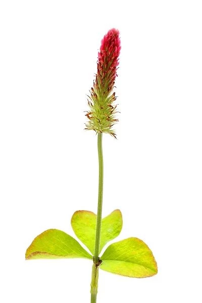 Red Feather Clover -Trifolium rubens-