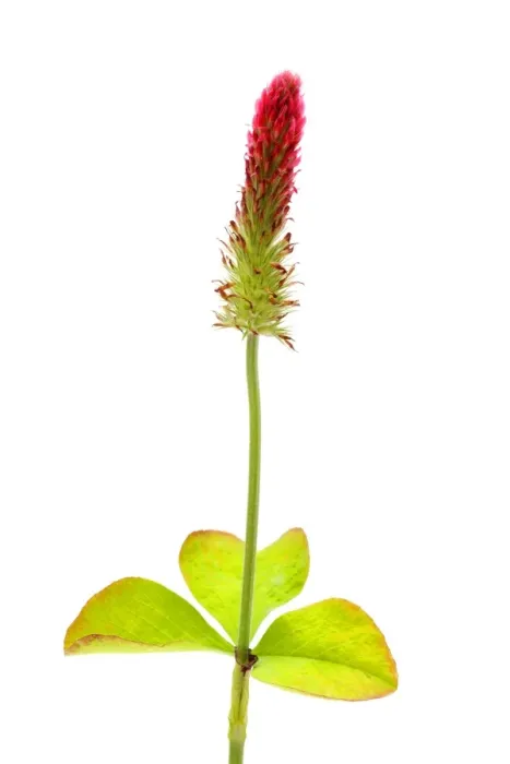 Framed Print : Red Feather Clover -Trifolium rubens- Framed Print : Red Feather Clover -Trifolium rubens-
