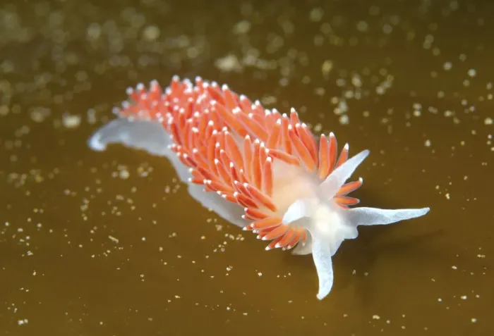 Framed Print : Red-finger Aeolis -Flabellina verrucosa-, Sea of Japan, Russia Framed Print : Red-finger Aeolis -Flabellina verrucosa-, Sea of Japan, Russia