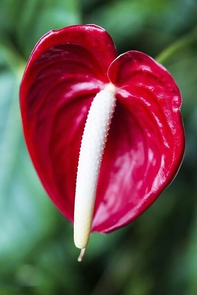 Red Flamingo Flower -Anthurium paradiso-