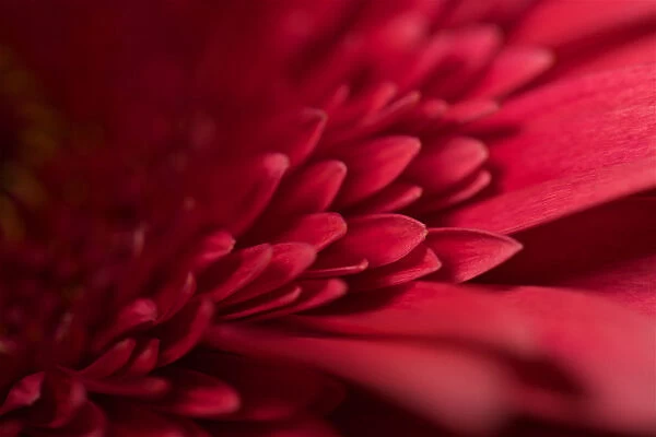 Red Flower Still Life