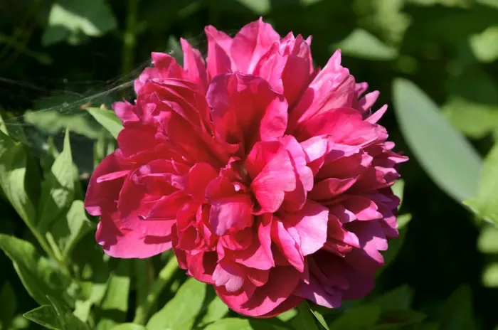 Framed Print : Red flower, peony -Paeonia officinalis hybrid- Framed Print : Red flower, peony -Paeonia officinalis hybrid-
