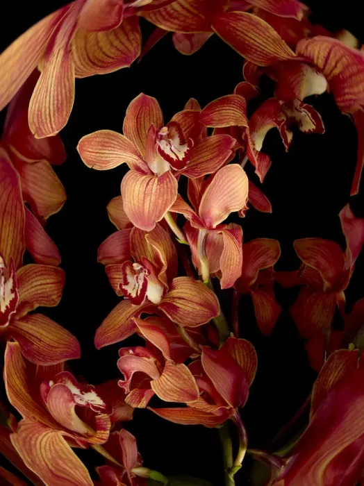 Framed Print : Red flowers on black background (Digital Composite) Framed Print : Red flowers on black background (Digital Composite)