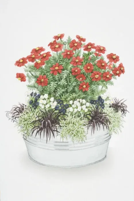Framed Print : Red flowers of Cosmos sulphurus Ladybird Scarlet, deep purple flowers of Viola Bowles Black and white flowers of Viola cornuta alba planted together in metallic container Framed Print : Red flowers of Cosmos sulphurus Ladybird Scarlet, deep purple flowers of Viola Bowles Black and white flowers of Viola cornuta alba planted together in metallic container