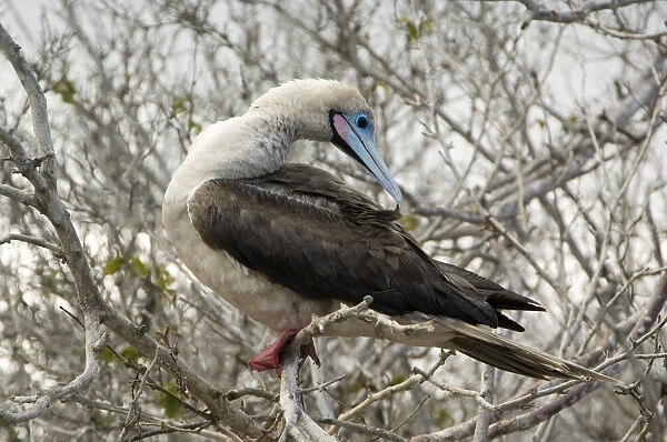 Red-Footed Booby, Galapagos Islands