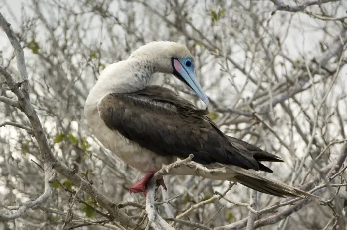 Framed Print : Red-Footed Booby, Galapagos Islands
