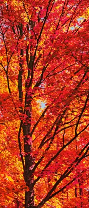 Framed Print : Red Forest Maple Leaves in Peak Fall Colors Wisconsin