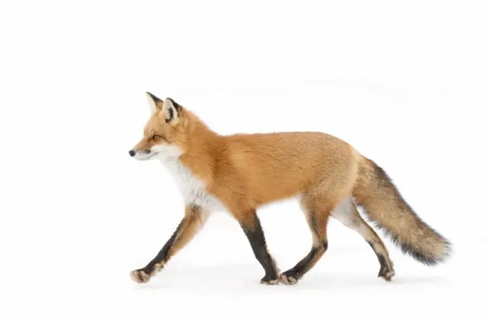 Framed Print : Red Fox Framed Print : Red Fox