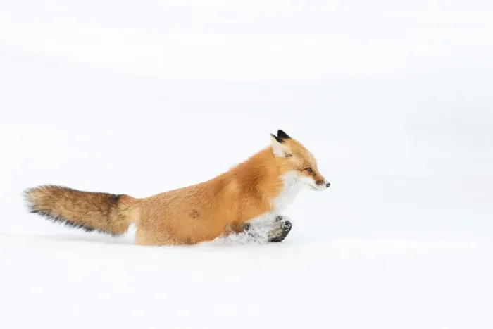 Framed Print : Red Fox