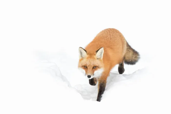 Framed Print : Red Fox Framed Print : Red Fox
