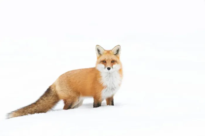 Framed Print : Red Fox Framed Print : Red Fox
