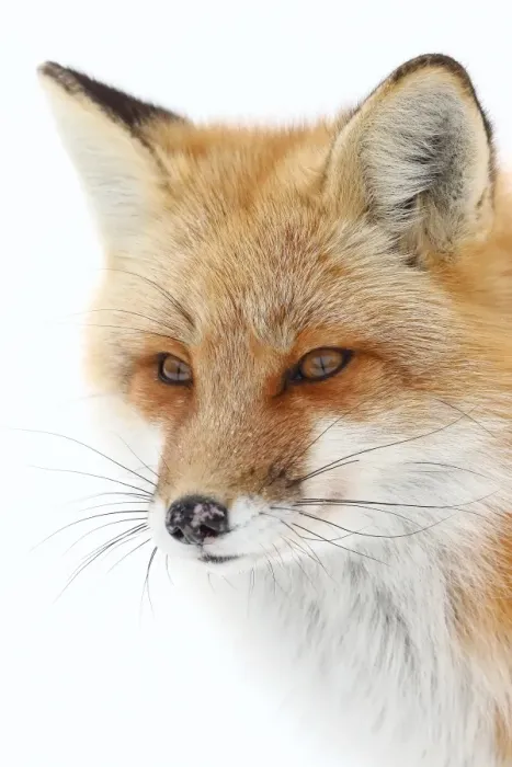 Framed Print : Red Fox Framed Print : Red Fox