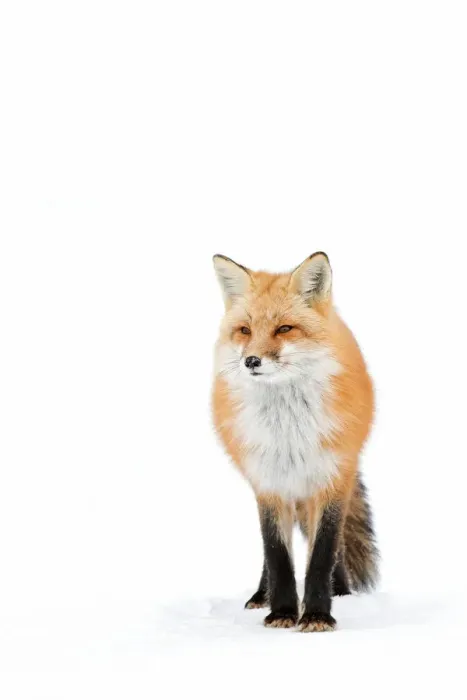 Framed Print : Red Fox Framed Print : Red Fox