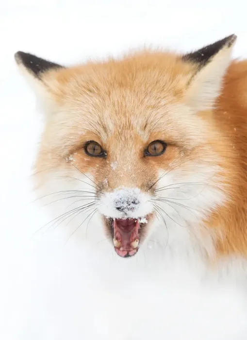 Framed Print : Red Fox