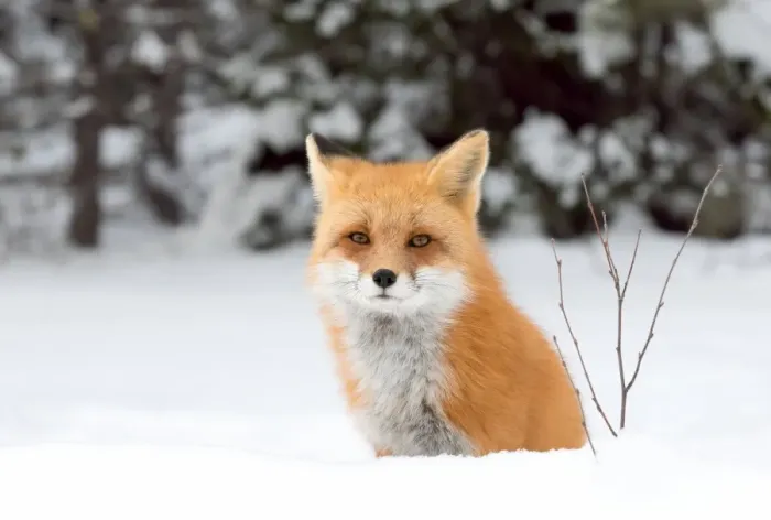 Framed Print : Red Fox Framed Print : Red Fox