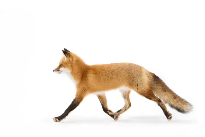 Framed Print : Red Fox Framed Print : Red Fox
