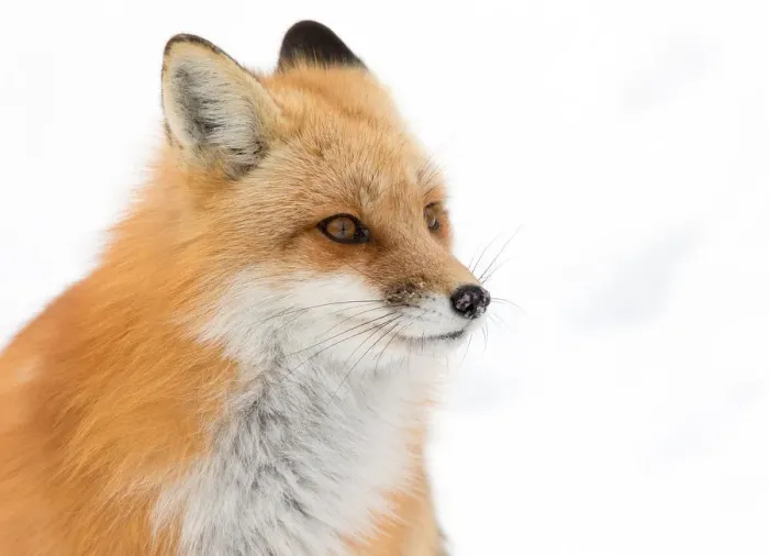 Framed Print : Red Fox Framed Print : Red Fox