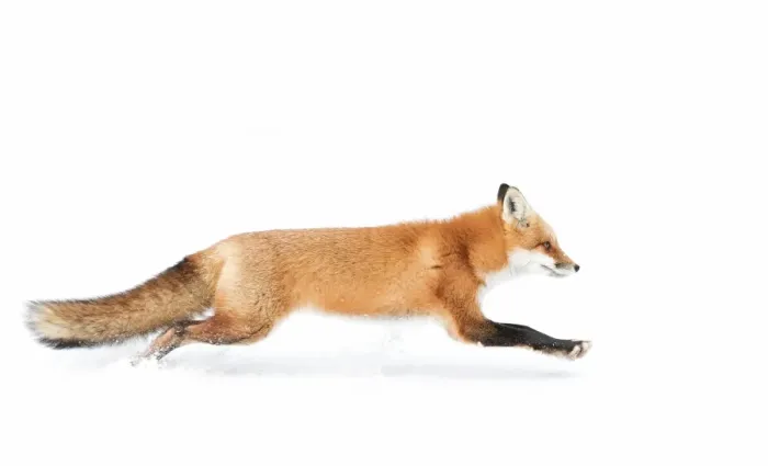 Framed Print : Red Fox Framed Print : Red Fox