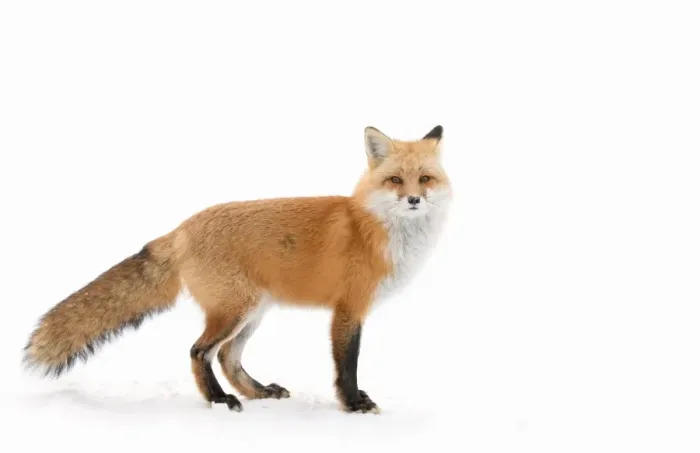 Framed Print : Red Fox Framed Print : Red Fox