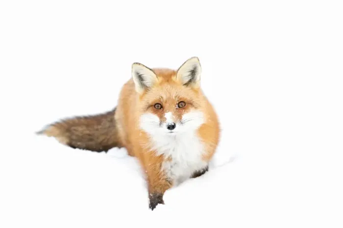 Framed Print : Red Fox Framed Print : Red Fox