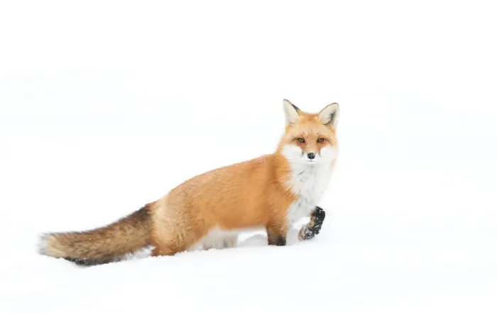 Framed Print : Red Fox Framed Print : Red Fox