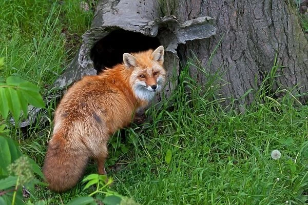 Red Fox. Fox in front of hollow log