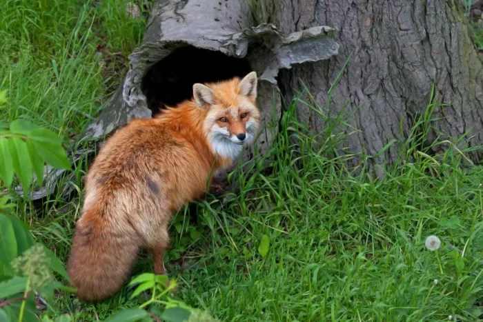 Framed Print : Red Fox. Fox in front of hollow log Framed Print : Red Fox. Fox in front of hollow log