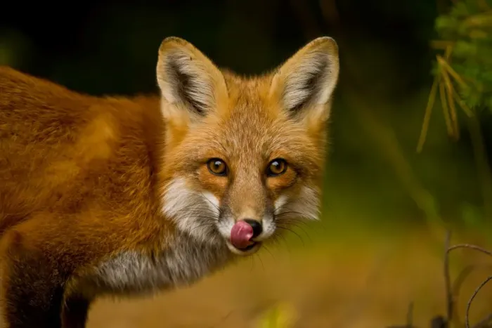 Framed Print : Red Fox. A Red Fox licking its nose Framed Print : Red Fox. A Red Fox licking its nose