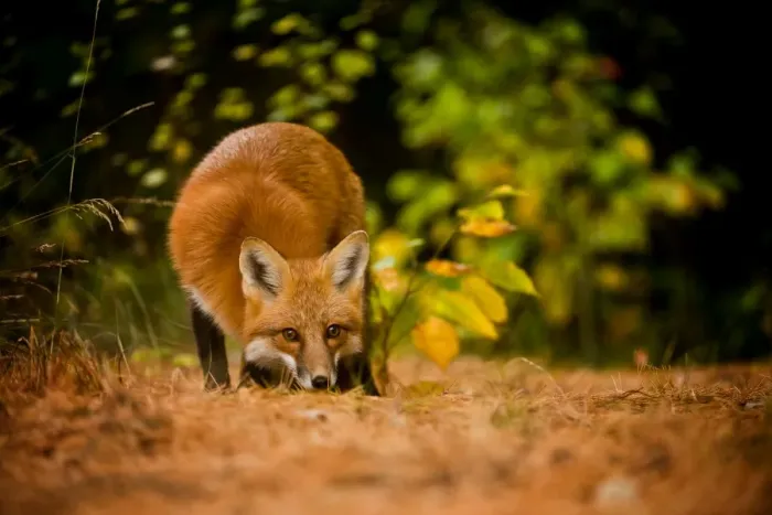 Framed Print : Red Fox. A Red Fox is sniffing the ground. Probably looking for a scent trail Framed Print : Red Fox. A Red Fox is sniffing the ground. Probably looking for a scent trail