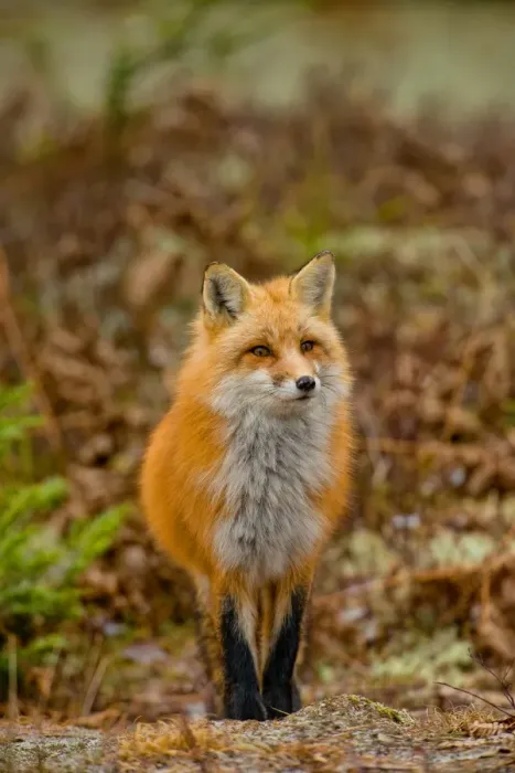 Framed Print : Red Fox. A Red Fox standing in the woods Framed Print : Red Fox. A Red Fox standing in the woods